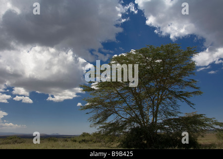 Acacia barbelés jaunes, Kenya, Afrique Banque D'Images