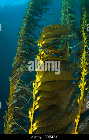 Forêt de varech géant Macrocystis pyrifera San Benito Island Baja California au Mexique Banque D'Images