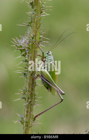 Dectique verrucivore Decticus verrucivorus Banque D'Images