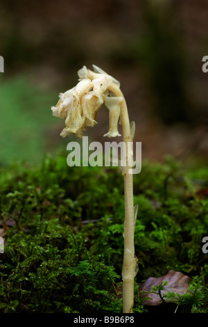 Yellow Bird'shypopitys Monotropa nid Banque D'Images