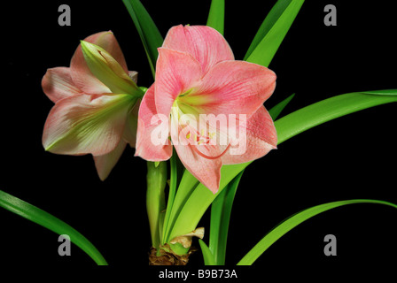 Amaryllis Amaryllis schwarz auf sur noir 09 Banque D'Images