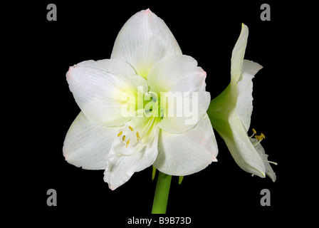 Amaryllis Amaryllis schwarz auf sur noir 10 Banque D'Images