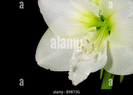 Amaryllis Amaryllis schwarz auf sur noir 12 Banque D'Images