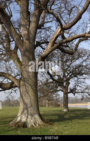 Gros plan sur les chênes de Corsham court, Wiltshire, Angleterre, Royaume-Uni Banque D'Images