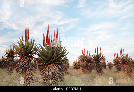 Bitter Aloe (Aloe Ferox) Banque D'Images