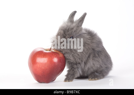 Gray bunny et une pomme rouge isolé sur fond blanc Banque D'Images