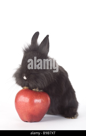 Lapin noir et une pomme rouge isolé sur fond blanc Banque D'Images