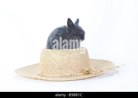 Gray bunny dans le faisceau de la hat isolated on white Banque D'Images