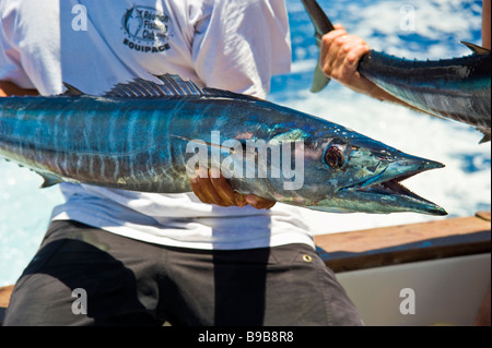 Pêche au gros, fishernan montre wahoo attraper Saint Gilles La Réunion France | Hochseeangeln, Wahoo Fang, La Réunion, Frankreich Banque D'Images