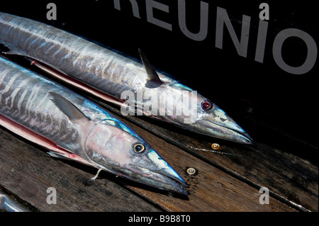 Pêche au gros, wahoo captures, Saint Gilles La Réunion France | Hochseeangeln, Wahoo Fang, La Réunion, Frankreich Banque D'Images