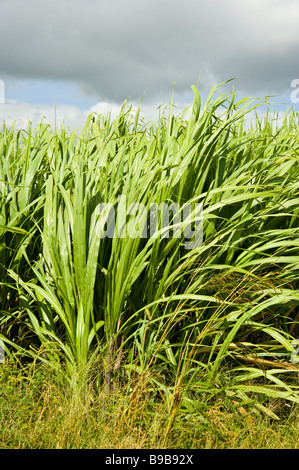 Champ de canne à sucre près de l'usine de sucre de la réunion de la Savane | France Zuckerrohr bei der Anbau Zuckerfabrik Savane, La Réunion Banque D'Images