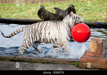 Un homme tigre blanc jouant avec une grande boule rouge à l'West Midland Safari Park London England UK Banque D'Images