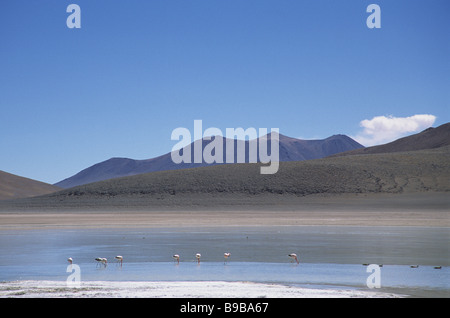 Flamants Roses du désert se nourrissent dans le désert de Bolivie Banque D'Images