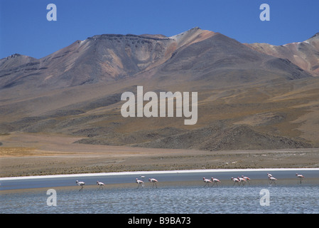 Les flamants roses se nourrissent dans un lac dans le désert de Bolivie Banque D'Images