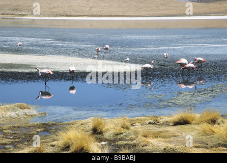 Les flamants roses se nourrissent dans le désert bolivien Banque D'Images