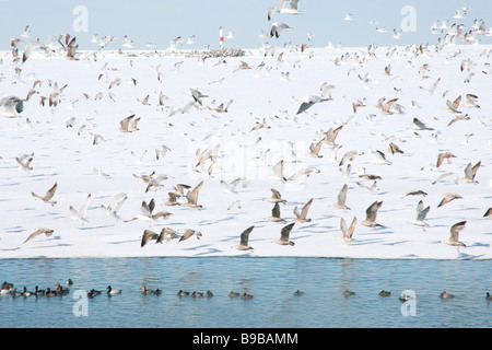 Troupeau de goélands Anneau Hareng facturé plus de canards plongeurs noir soutenu au lac Érié en hiver Banque D'Images