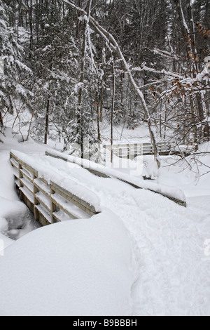 Hiver beau paysage de forêt enneigée et la neige dérive couverts de bois de tress empreintes dans la neige à faible angle nature personne d'au-dessus MI USA hi-res Banque D'Images