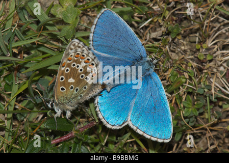 Adonis l'accouplement des papillons bleus Banque D'Images
