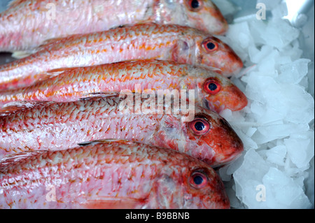 Rougets frais en vente dans un des poissonniers Banque D'Images