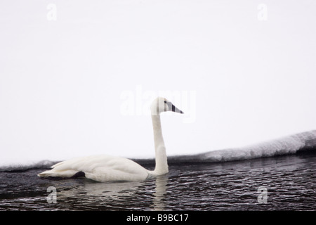 Le Cygne nager à côté de Snowy River Bank Cygnus buccinator Banque D'Images