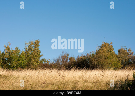 De l'herbe sèche dans un champ au soleil Banque D'Images