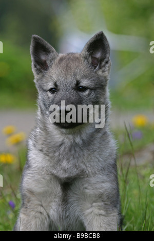 Chiot Elkhound norvégien Banque D'Images