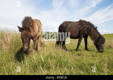 Poneys a chuté, semi poneys sauvages vivant sur les collines près de Caldbeck dans le Lake District. La mère et le poulain Banque D'Images