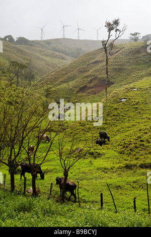 Le pâturage des vaches sur une colline près du lac Arenal dans Alajuela, Costa Rica avec les éoliennes dans l'arrière-plan. Banque D'Images