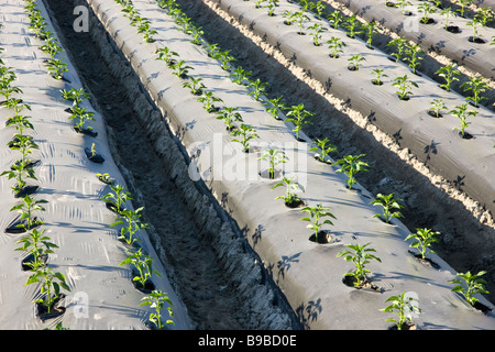 Les jeunes plants de poivrons de cultures en rangs plantés. Banque D'Images