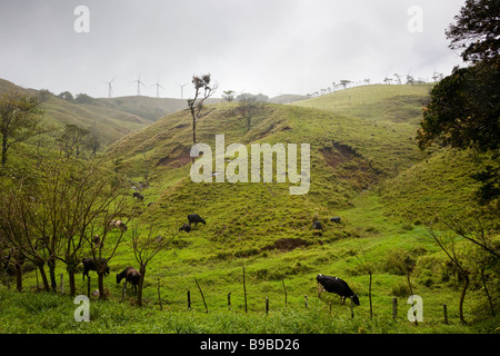 Le pâturage des vaches sur une colline près du lac Arenal dans Alajuela, Costa Rica avec les éoliennes dans l'arrière-plan. Banque D'Images