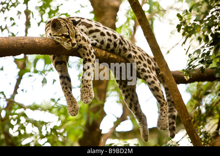 (Margay Leopardus wiedii) reposant dans un arbre à Las Pumas Rescue centre (Centro de Rescate Las Pumas) à Cañas, Costa Rica. Banque D'Images