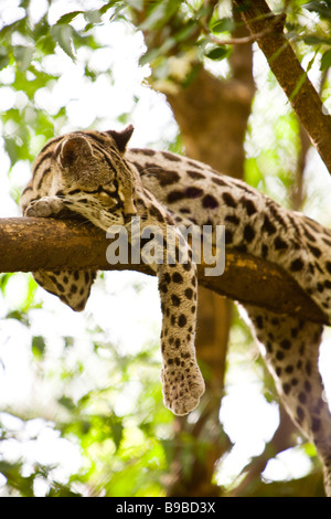 (Margay Leopardus wiedii) reposant dans un arbre à Las Pumas Rescue centre (Centro de Rescate Las Pumas) à Cañas, Costa Rica. Banque D'Images