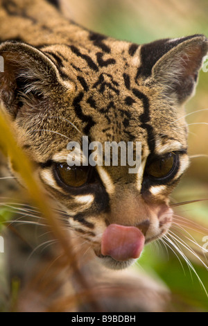 (Margay Leopardus wiedii) à Las Pumas Rescue centre (Centro de Rescate Las Pumas) à Cañas, Costa Rica. Banque D'Images