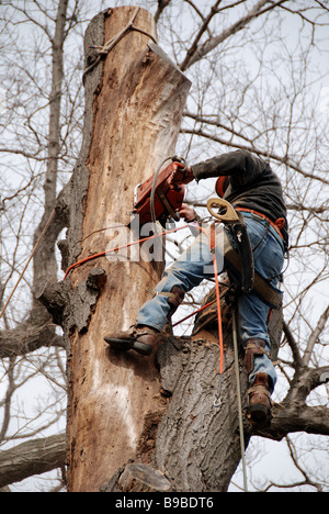 Un aboriste urbain professionnel et un chirurgien d'arbre sont fixés sur un arbre pour utiliser une tronçonneuse afin d'enlever un grand chêne malade dans la cour arrière de Toronto Ontario Banque D'Images