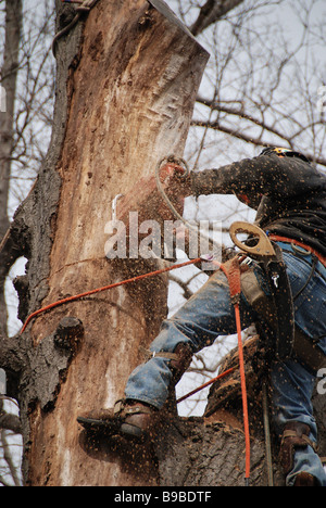 Un aboriste urbain professionnel et un chirurgien d'arbre sont fixés sur un arbre pour utiliser une tronçonneuse afin d'enlever un grand chêne malade dans la cour arrière de Toronto Ontario Banque D'Images