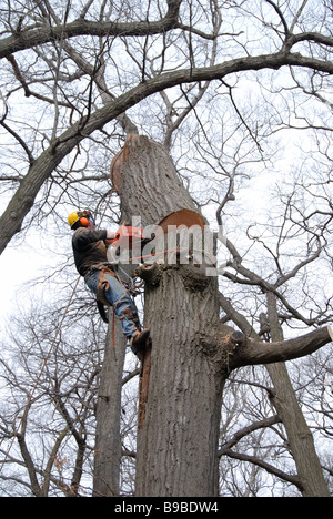 Un aboriste urbain professionnel et un chirurgien d'arbre sont fixés sur un arbre pour utiliser une tronçonneuse afin d'enlever un grand chêne malade dans la cour arrière de Toronto Ontario Banque D'Images