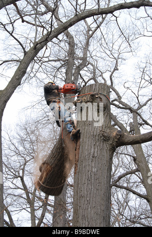 Un aboriste urbain professionnel et un chirurgien d'arbre sont fixés sur un arbre pour utiliser une tronçonneuse afin d'enlever un grand chêne malade dans la cour arrière de Toronto Ontario Banque D'Images