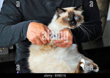 Toilettage de chats domestiques Banque D'Images