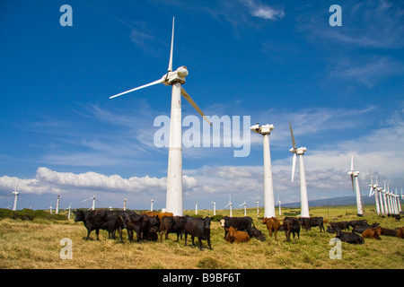 Les moulins à vent et de bétail près de South Point - Big Island, Hawaii, USA Banque D'Images