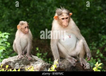 Bonnet femelle Macaque Macaca radiata assis sur la roche avec juvenille prises dans Chinnar Wildlife Sanctuary, Kerala, Inde Banque D'Images