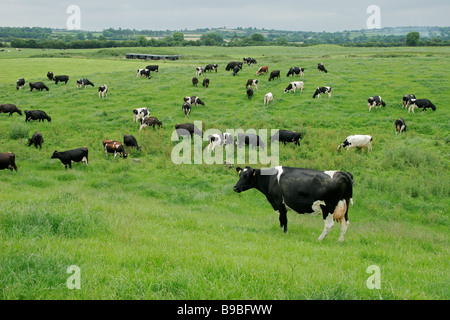 Les vaches laitières Holstein Friesian sur pâturage pâturage verdoyant Banque D'Images