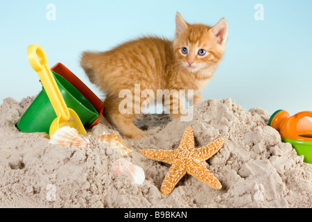 Six semaines kitten playing in sand Banque D'Images