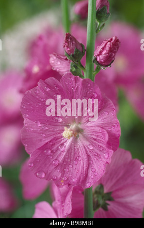 Sidalcea 'Party Girl' (False mallow, mauve des prairies) Banque D'Images