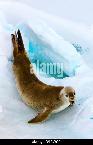 Sceau Lobodon carcinophagus crabiers sur un floe Wild Banque D'Images