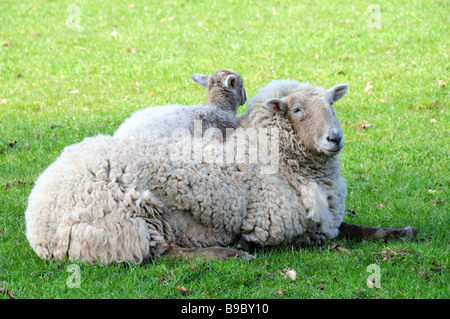 L'agneau de printemps de contentement au repos sur ses mères retour Banque D'Images