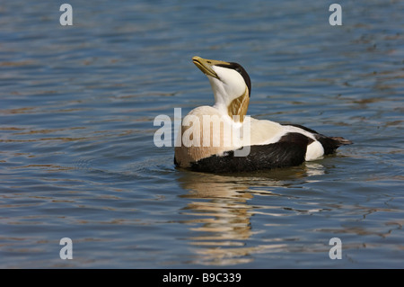 Eider à duvet Somateria mollissima drake afficher Banque D'Images