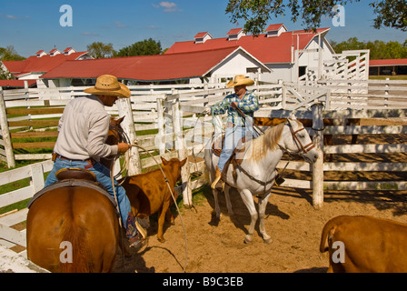 Cowboys arrondissement de bétail dans le parc historique de George Ranch pen texas Houston Tx attraction touristique American cowboy histoire Banque D'Images