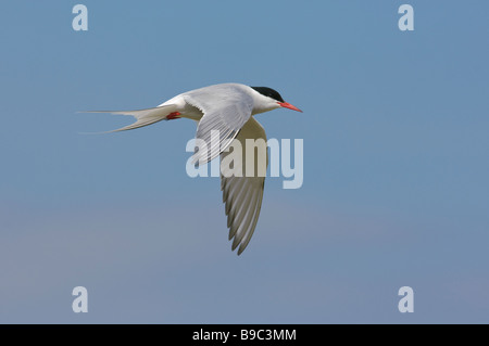 Sterne arctique Sterna paradisaea adultes en vol d'été. Banque D'Images