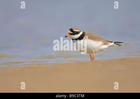 Gravelot Charadrius hiaticula adultes d'été sur la plage, dans le Northumberland. Banque D'Images