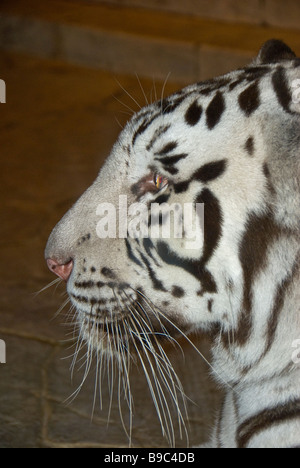 Tigre blanc gros plan portrait du visage animal sauvage de Downtown Aquarium de Houston au Texas Banque D'Images